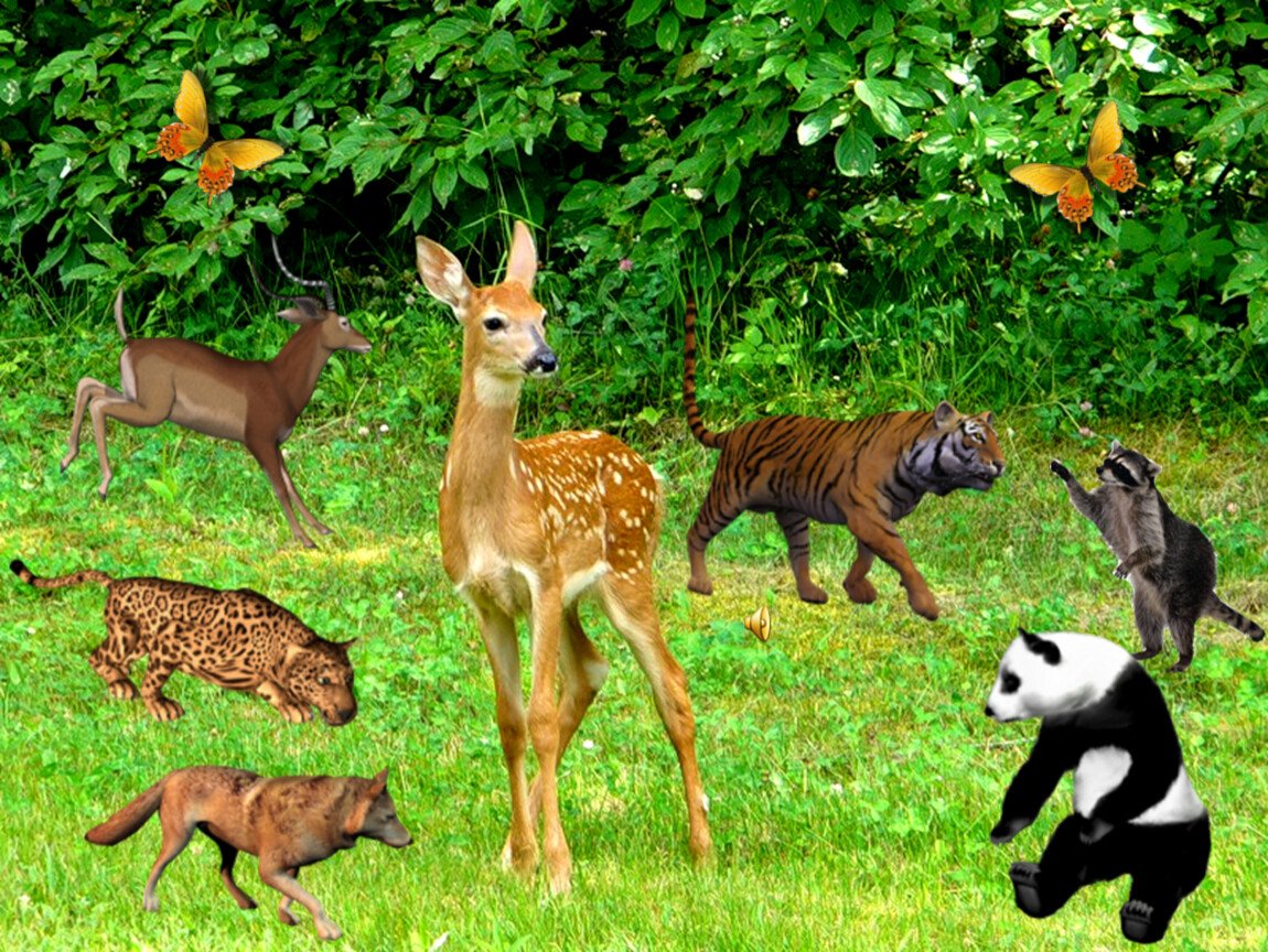 Проект на тему мир животных. Охрана животных. Экология животные. Охрана диких животных. Растительный и животный мир.