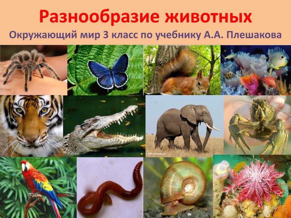 Сообщение многообразие животных