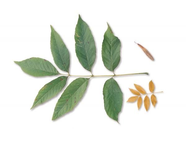 Лист ясеня на белом фоне