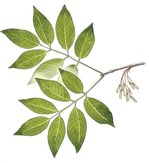 Ветка ясеня