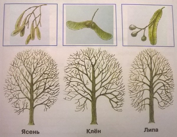 Плоды ясеня клена и липы