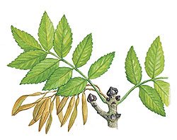 Плоды ясеня на белом фоне