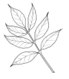Лист ясеня трафарет
