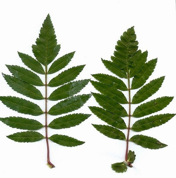 Рябина обыкновенная прилистники