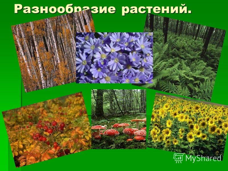 Как сохранить разнообразие растений. Разнообразие растений. Растительность многообразие. Разнообразный мир растений.