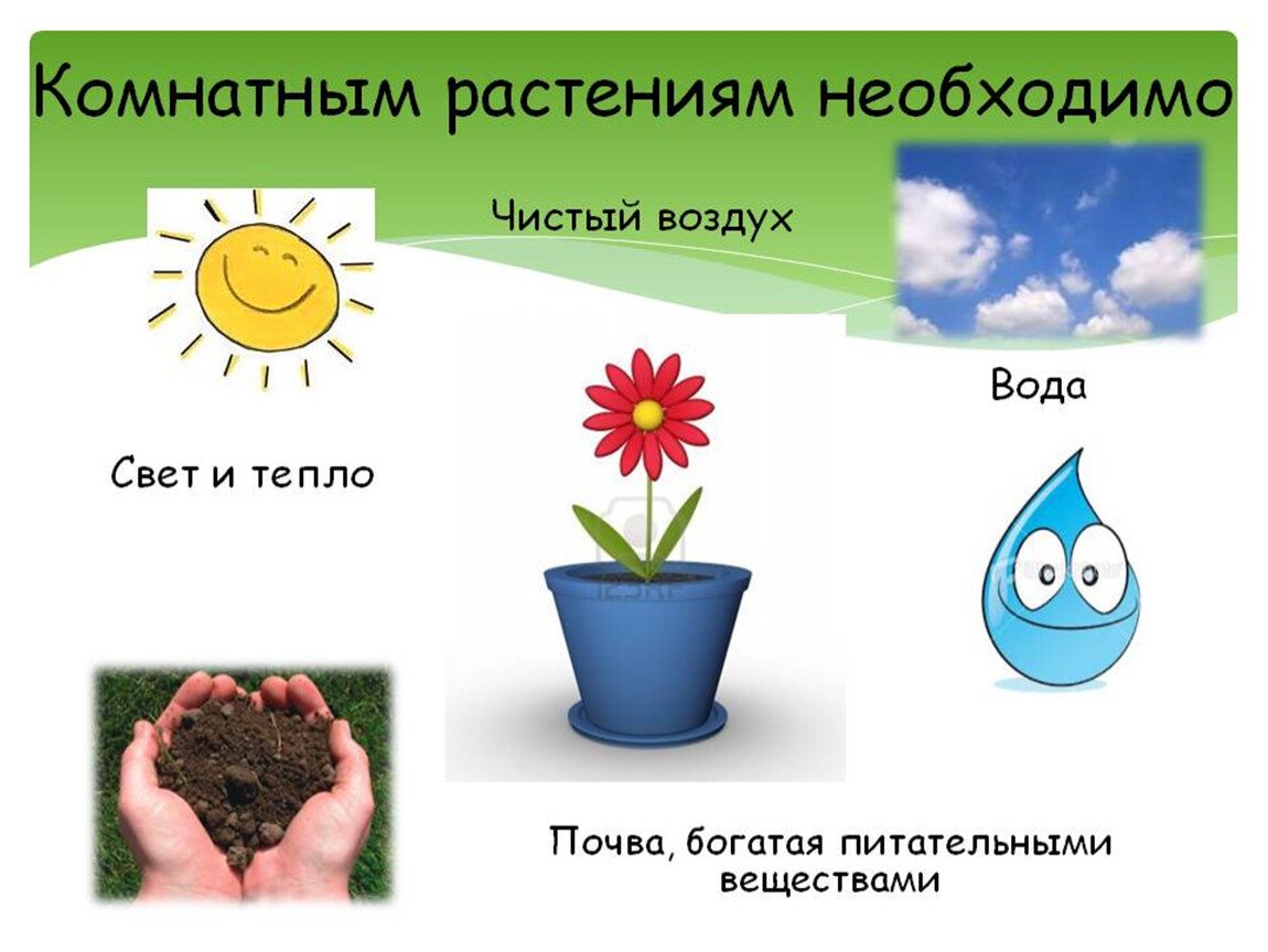 Вода и воздух 1 класс. Комнатным растениям необходимо. Что нужно растениям. Комнатные растения для дошкольников. Растения для дошкольников.