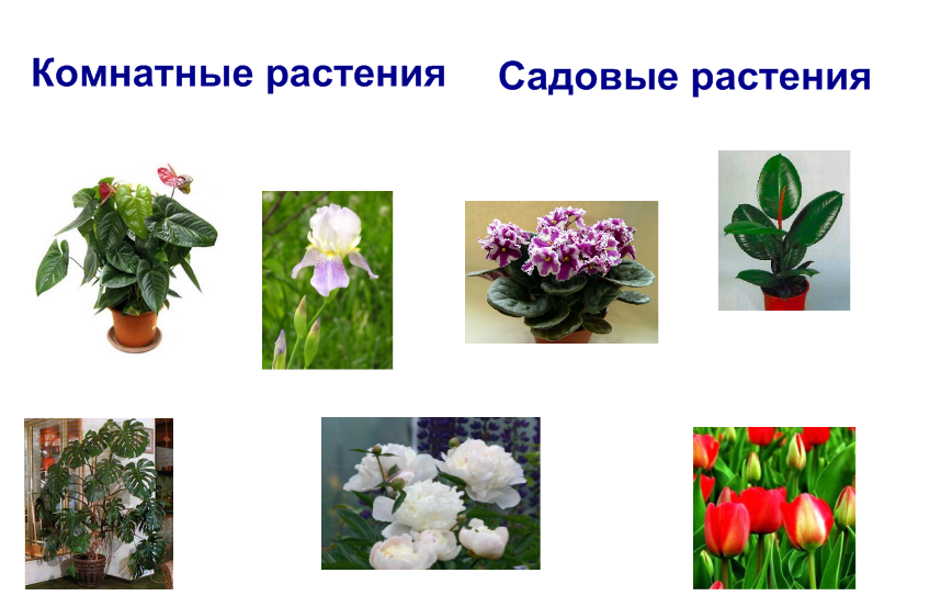 Садовые группы растений. Растения. Комнатные растения цветы. Цветущие комнатные растения задания. Комнатные и садовые растения.