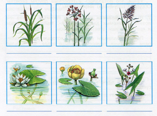 Растения водоёма в картинках с названиями