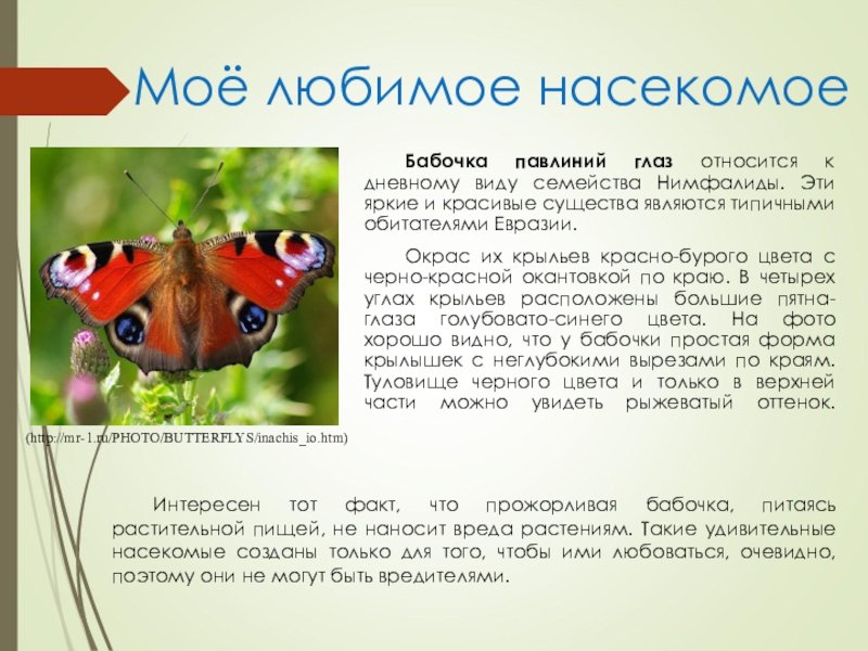 Сообщение первые бабочки 2 класс окружающий мир. Жизненный цикл бабочки павлиний глаз. Рассказ о бабочке павлиний глаз 2 класс окружающий мир. Дневной павлиний глаз красная книга. Бабочка павлиний глаз описание.