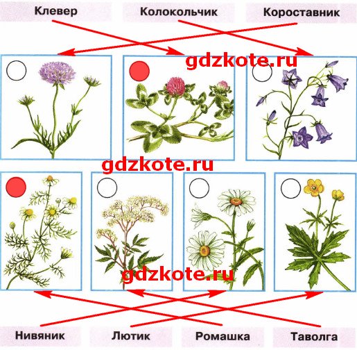 Клевер короставник нивяник Лютик таволга Ромашка