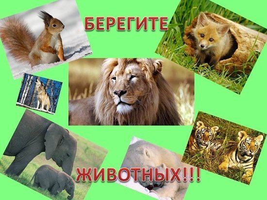 Охрана животных