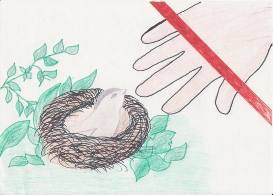 Рисунок берегите животных