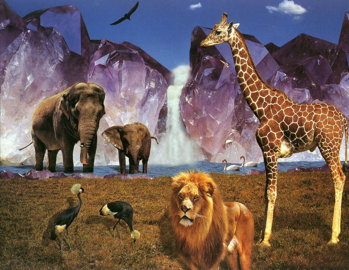 Многие звери хорошо. Мир животных. Много животных. Животные Африки. Разнообразный мир животных.