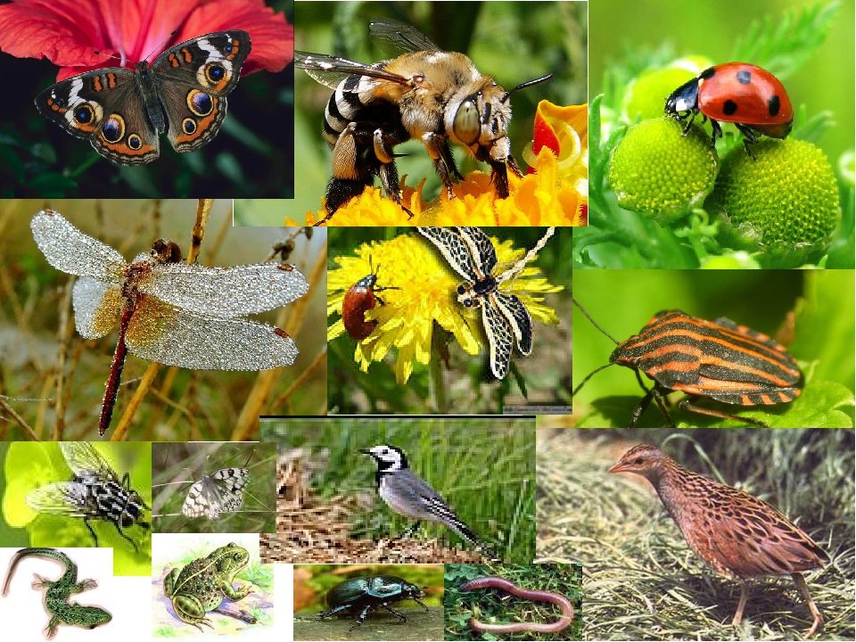 Как поют разные звери птицы и насекомые. Насекомые в природе. Животные лугов. Обитатели леса насекомые. Насекомые летом.