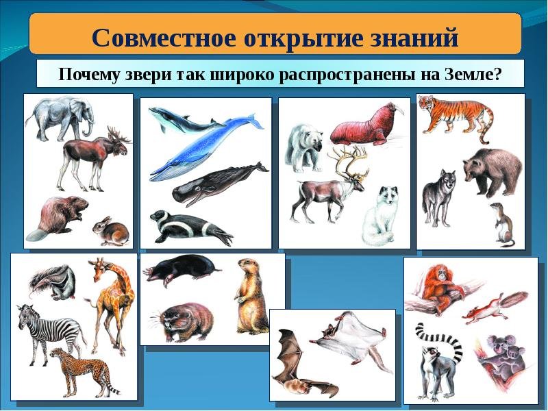 Три примера животных млекопитающих. Млекопитающие животные. Животные группы млеко. Млекопитающие примеры животных. Звери окружающий мир.