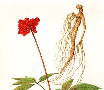 Картинки женьшень для окружающего мира (67 фото)