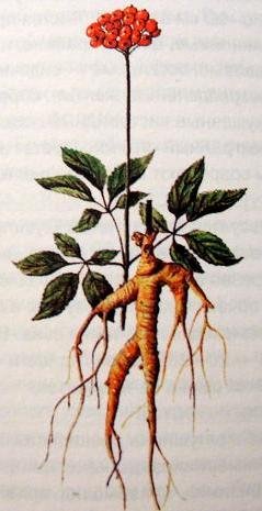 Женьшень обыкновенный красная