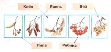 Плоды деревьев ясень клен липа