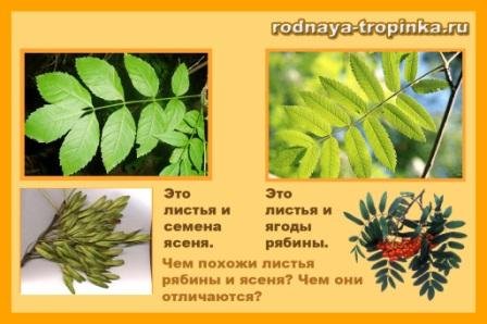 Лист рябины и ясеня