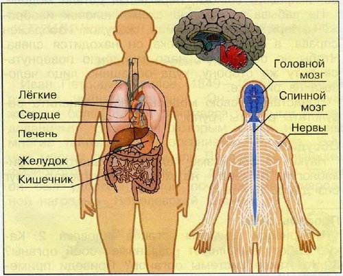 Строение человека внутренние органы 3 класс окружающий мир