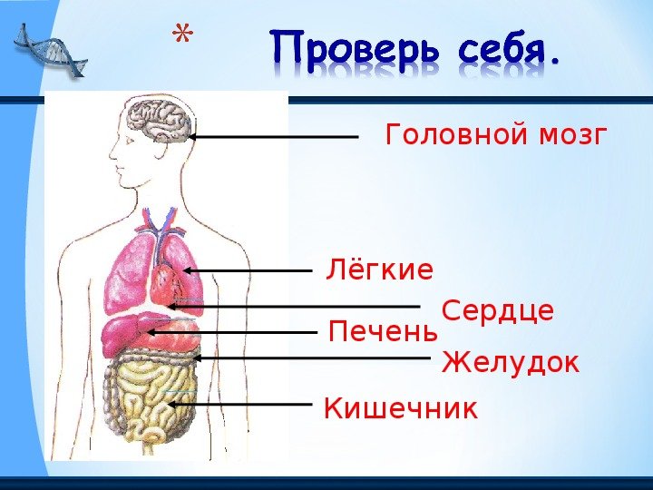 Желудок головной мозг печень. Легкие головной мозг, желудок, сердце печень, кишечник. Строение тела человека. Строение органов человека. Строение человека части тела и внутренние органы.