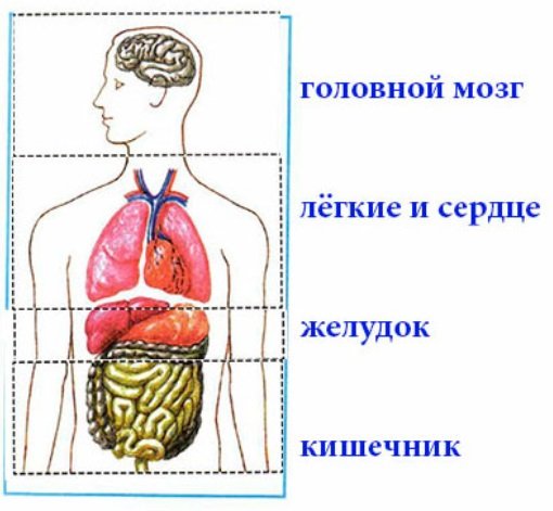 Модель внутреннего строения человека 3 класс окружающий