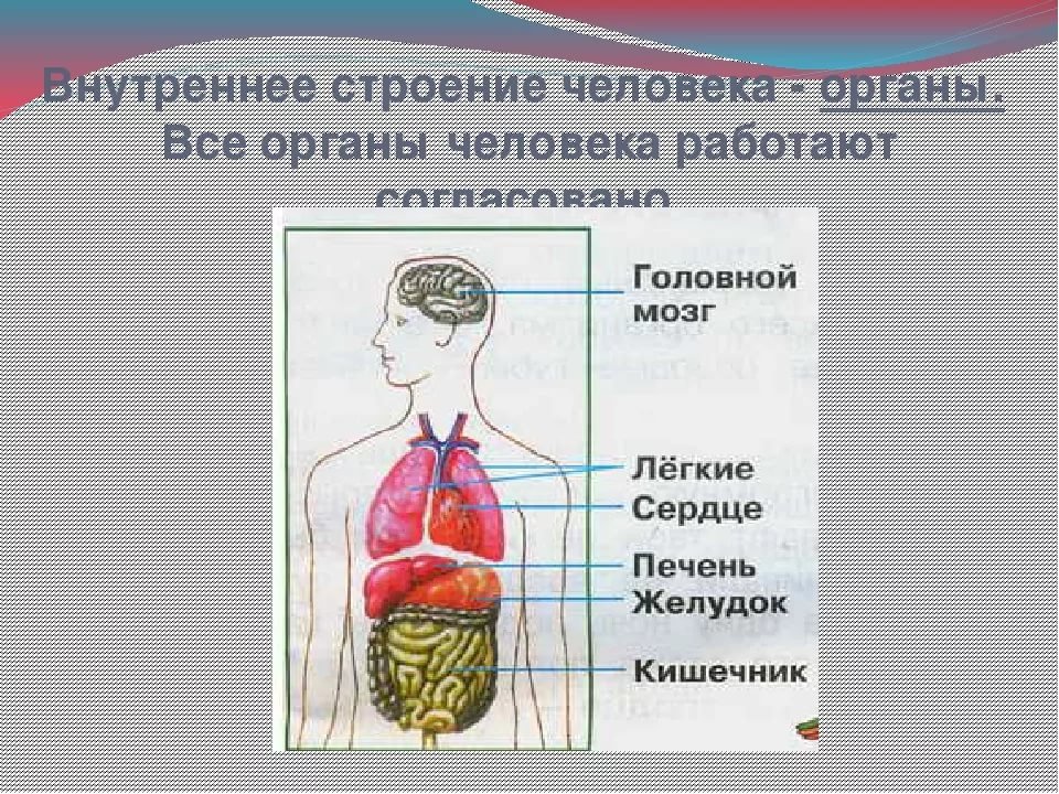 Схема строения человека 4 класс. Органы внешнего строения. Организм человека. Тело человека органы. Строение организма человека.