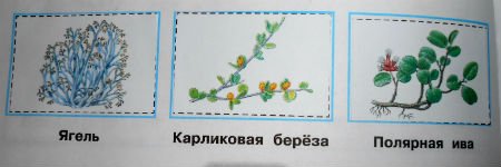 Карликовая берёза схема