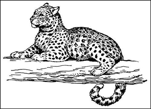 Снежный Барс черно белый рисунок