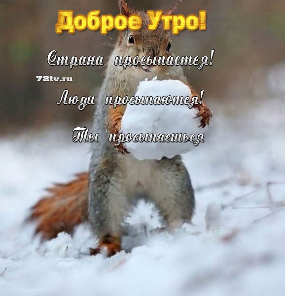 С добрым утром Белочка