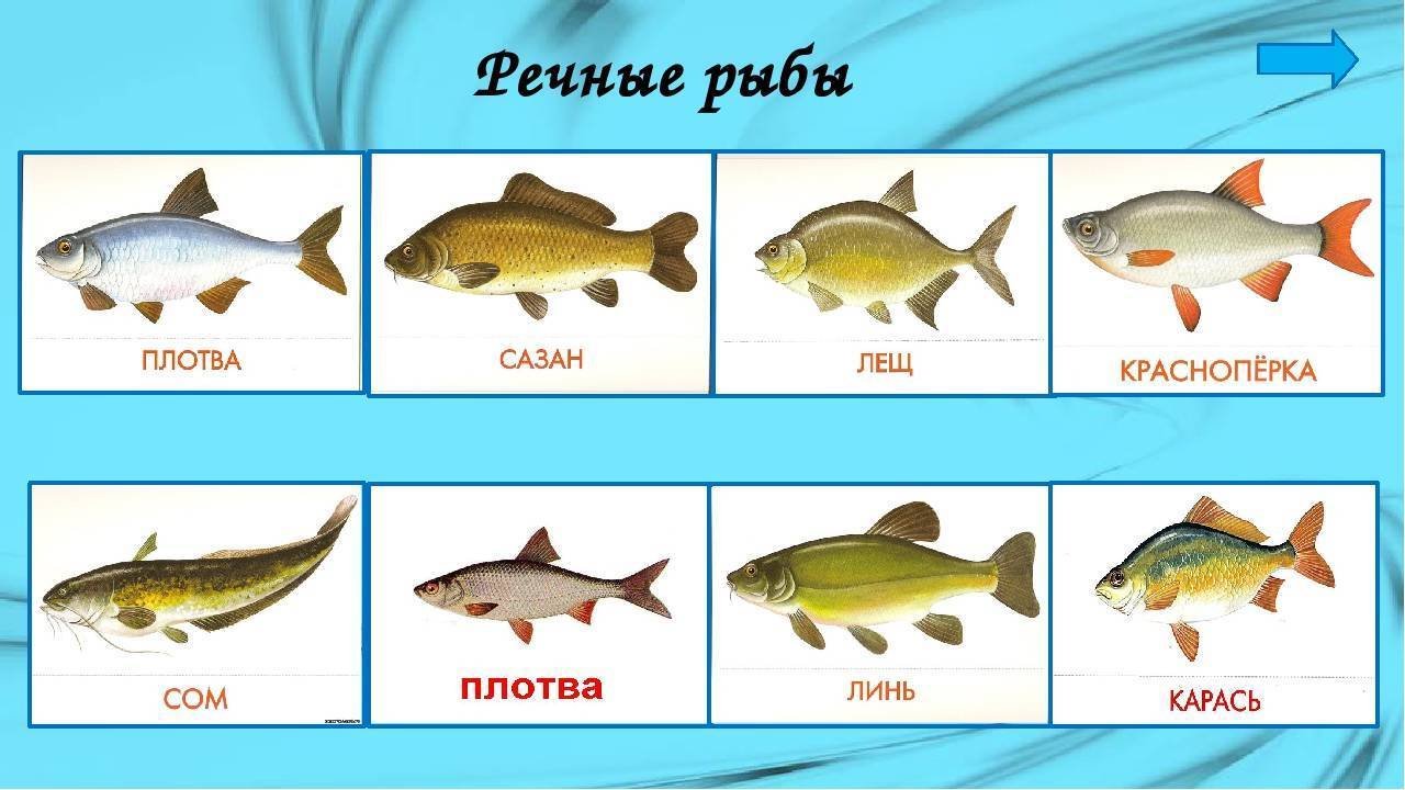 пресноводные рыбы картинки для детей с названиями