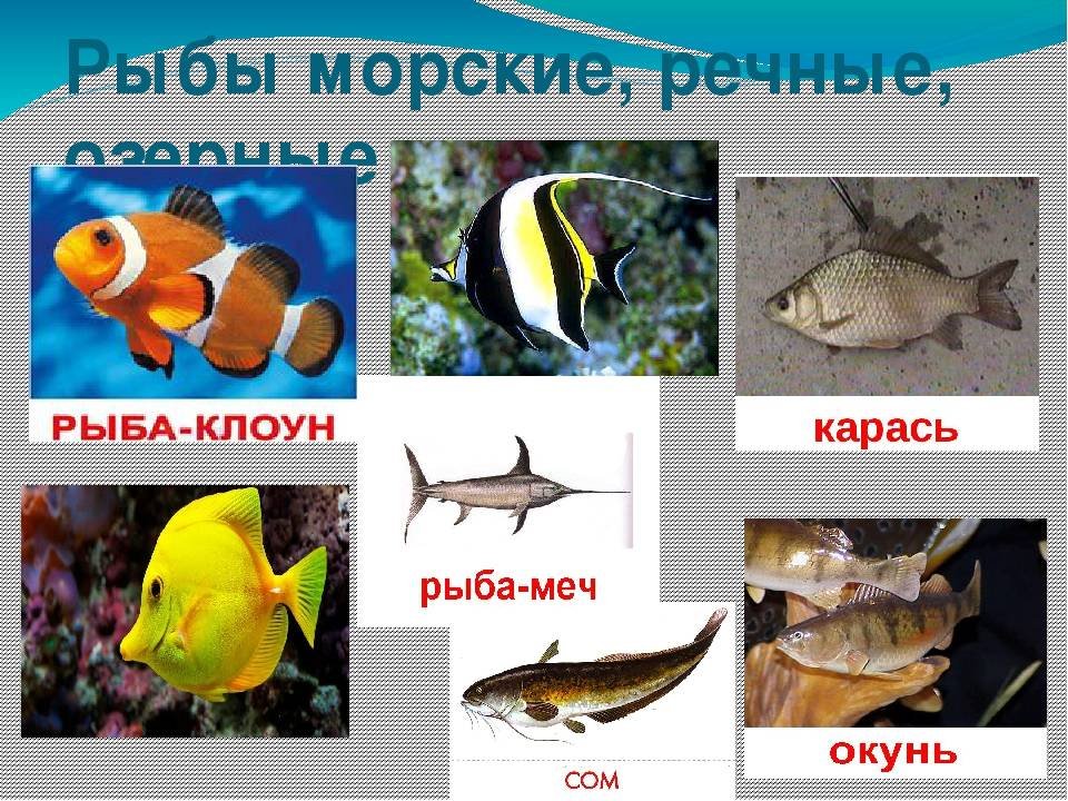 Назовите классы рыб. Рыбы с названиями для детей. Морские рыбы для детей. Рыбы Пресноводные и морские для детей. Морские рыбки с названиями для детей.