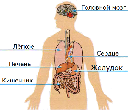 Органы человека подписанные