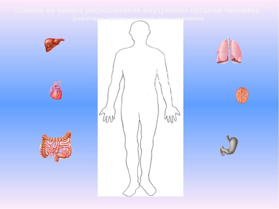 Строение человека модель 2 класс. Модель аппликация внутреннее строение тела человека. Внутренние органы человека для дошкольников. Тело человека внутренние органы для детей. Макет строение тела человека.