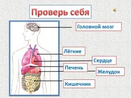 Тело человека органы 4 класс окружающий мир. Внутренние органы человека ВПР 4 класс. Строение тела человека. Организм человека схема. Структура человека.