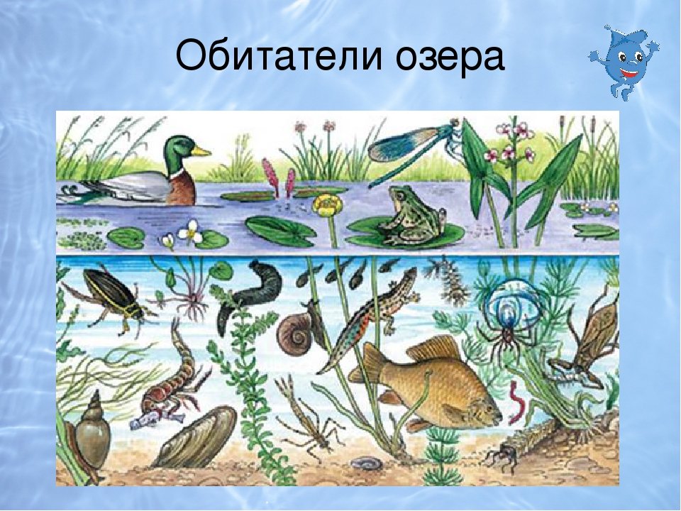 Рисунок сообщество биология 5 класс. Обитатели водоемов. Животный мир водоемов для детей. Обитатели пресных водоемов. Экосистема водоема для дошкольников.