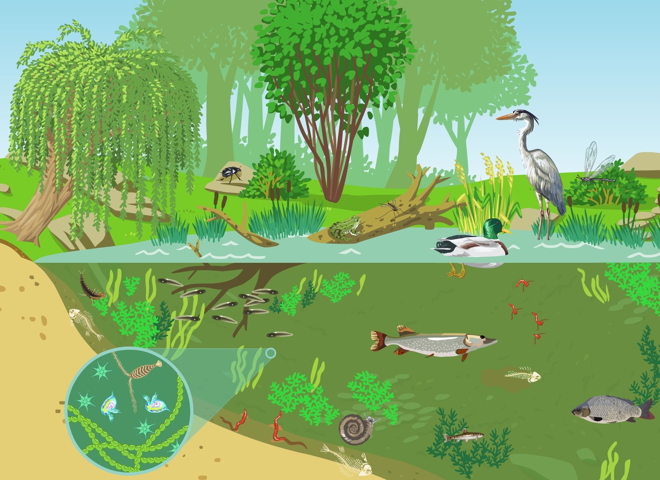 Экологическая группа болот. Биосфера биогеоценоз биоценоз. Круговорот веществ в природе в экосистеме. Экология Биосфера биогеоценоз. Экосистемы для дошкольников.