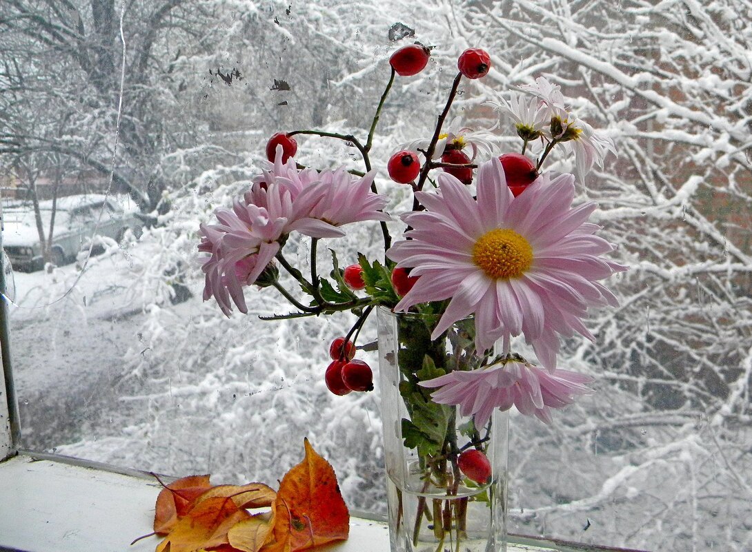 Доброе весеннее утро со снегом. Зимние цветы. Цветы зимой. Цветы на зимнем окне. Нежные зимние цветы.