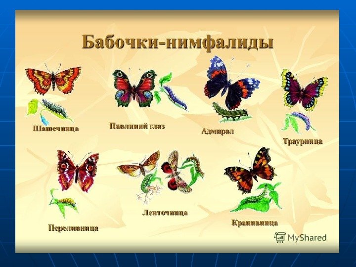 Название бабочек для детей