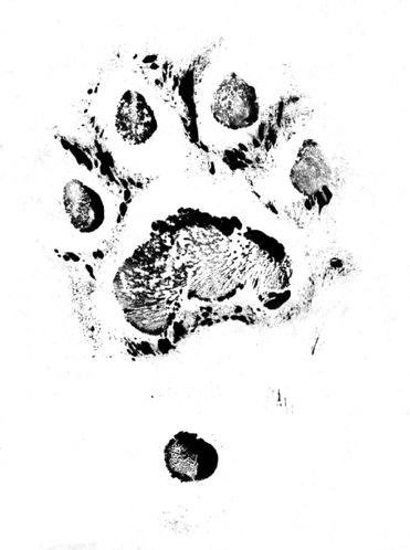 Отпечаток лапы Барса