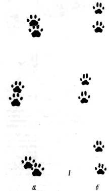 Картинки след снежного барса (56 фото)