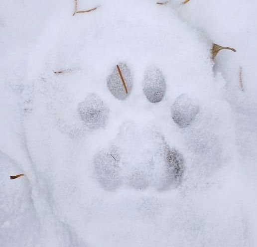 След снежного Барса