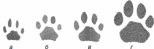 Отпечаток лапы снежного Барса