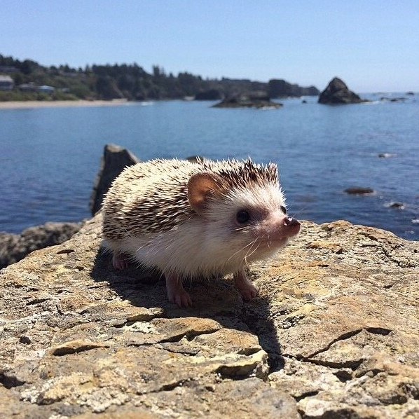 Милый морской Ежик