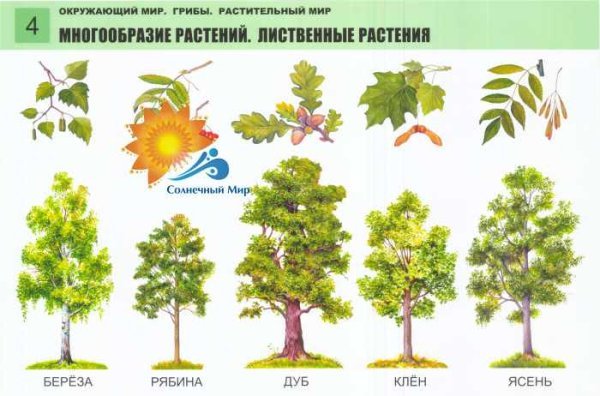 Окружающий мир деревья