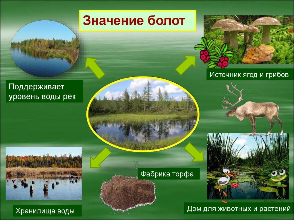 Сообщество болото 5 класс биология. Проект природные сообщества. Перечень природных сообществ. Природные сообщества по площади. Природное сообщество в болоте.