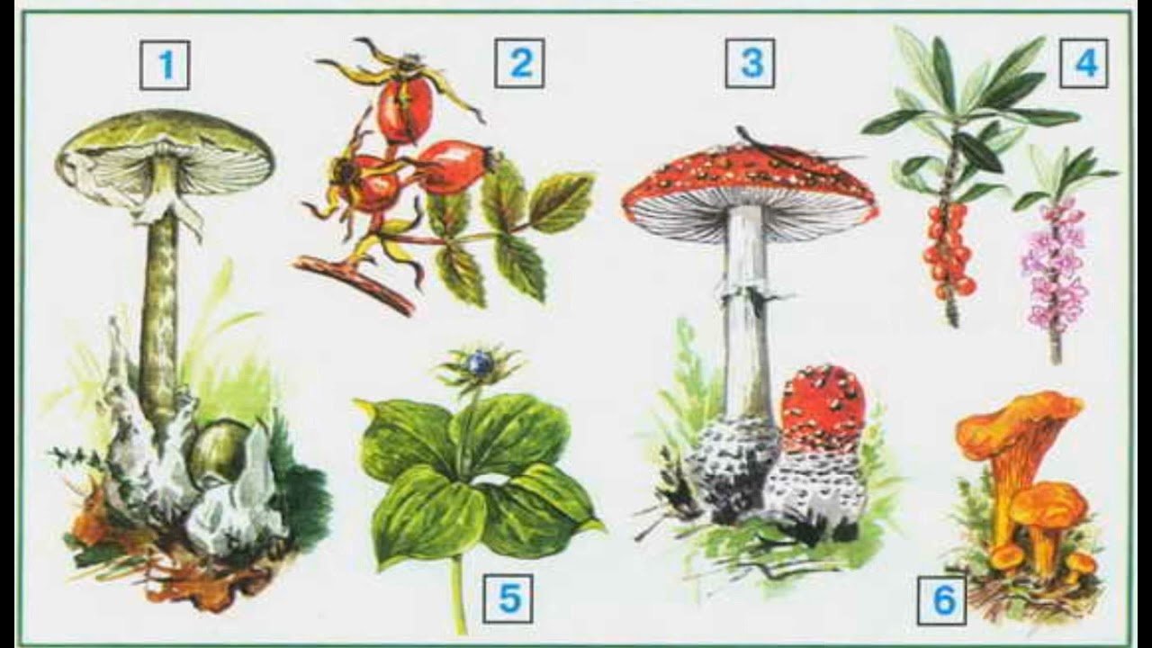 Природа и наша безопасность тест плешаков. Ядовитые грибы и ягоды. Ядовитые растения и грибы. Ядовитые растения грибы ягоды. Рисунок на тему ядовитые грибы и ягоды.