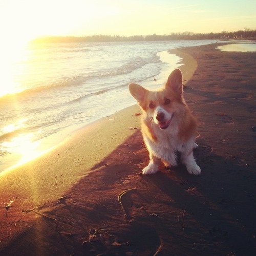 Корги на закате