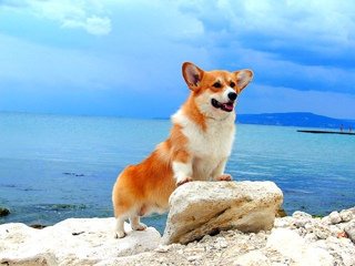 Картинки корги на пляже (67 фото)