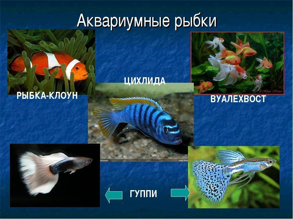 Презентация аквариумные рыбки. Рыбка для презентации. Презентация на тему рыбы. Аквариумные рыбки. Аквариумные рыбки презентация.